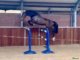 hästar Svårklassämne med topstam!! - Annons 15