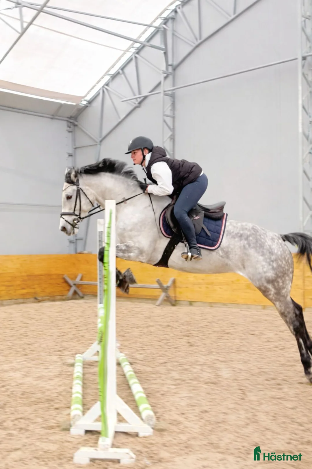 Allround hästar till salu: Trevlig allroundhäst som söker sin nya kompis. i Västerlanda - Annons 1