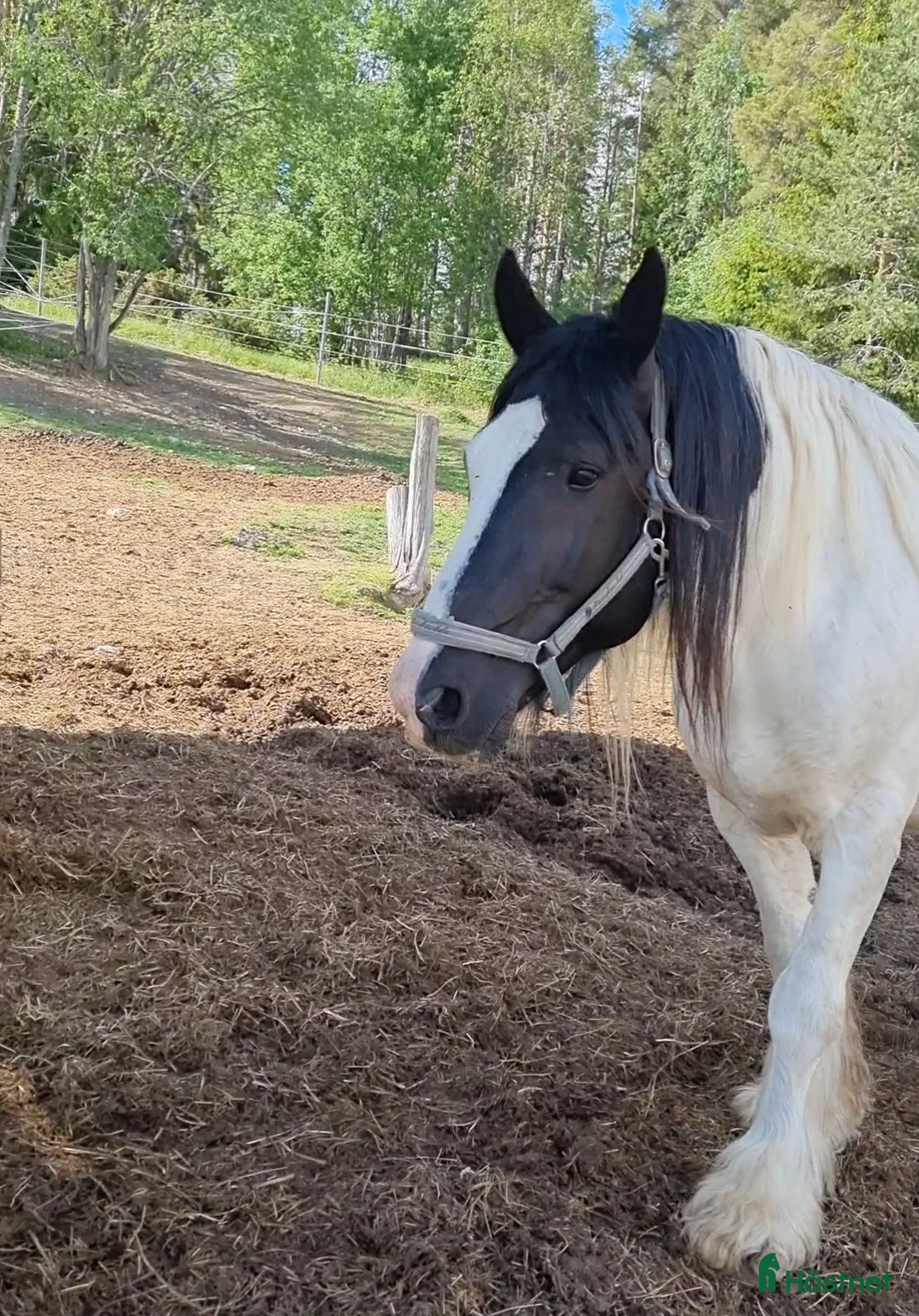 Allround hästar till salu: Mio söker nytt hem i Hallen - Annons 2
