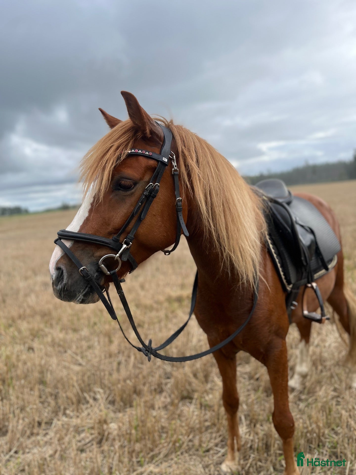 hästar Allround/Körponny - Annons 10