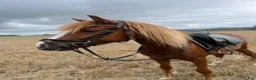Allround hästar till salu: Allround/Körponny - Annons 1