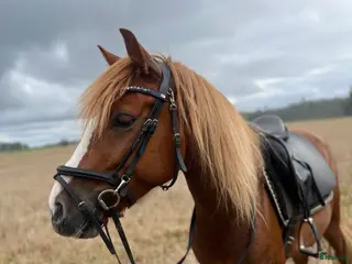hästar Allround/Körponny - Annons 10