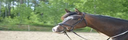 Allround hästar till salu: Trevligt sto med erfarenhet av galopp och hoppning i Vagnhärad - Annons 3