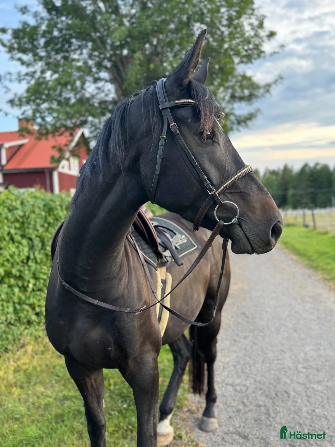 Fälttävlan hästar till salu: Lovande unghäst 🌟 - Annons 2