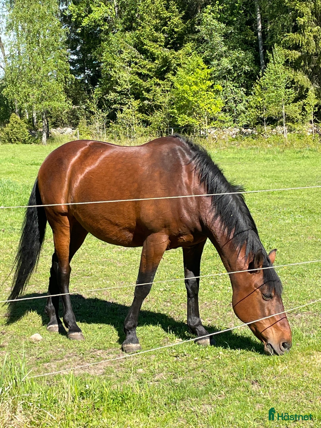 Sällskap hästar till salu: Två trevliga valacker säljes i Degeberga - Annons 4