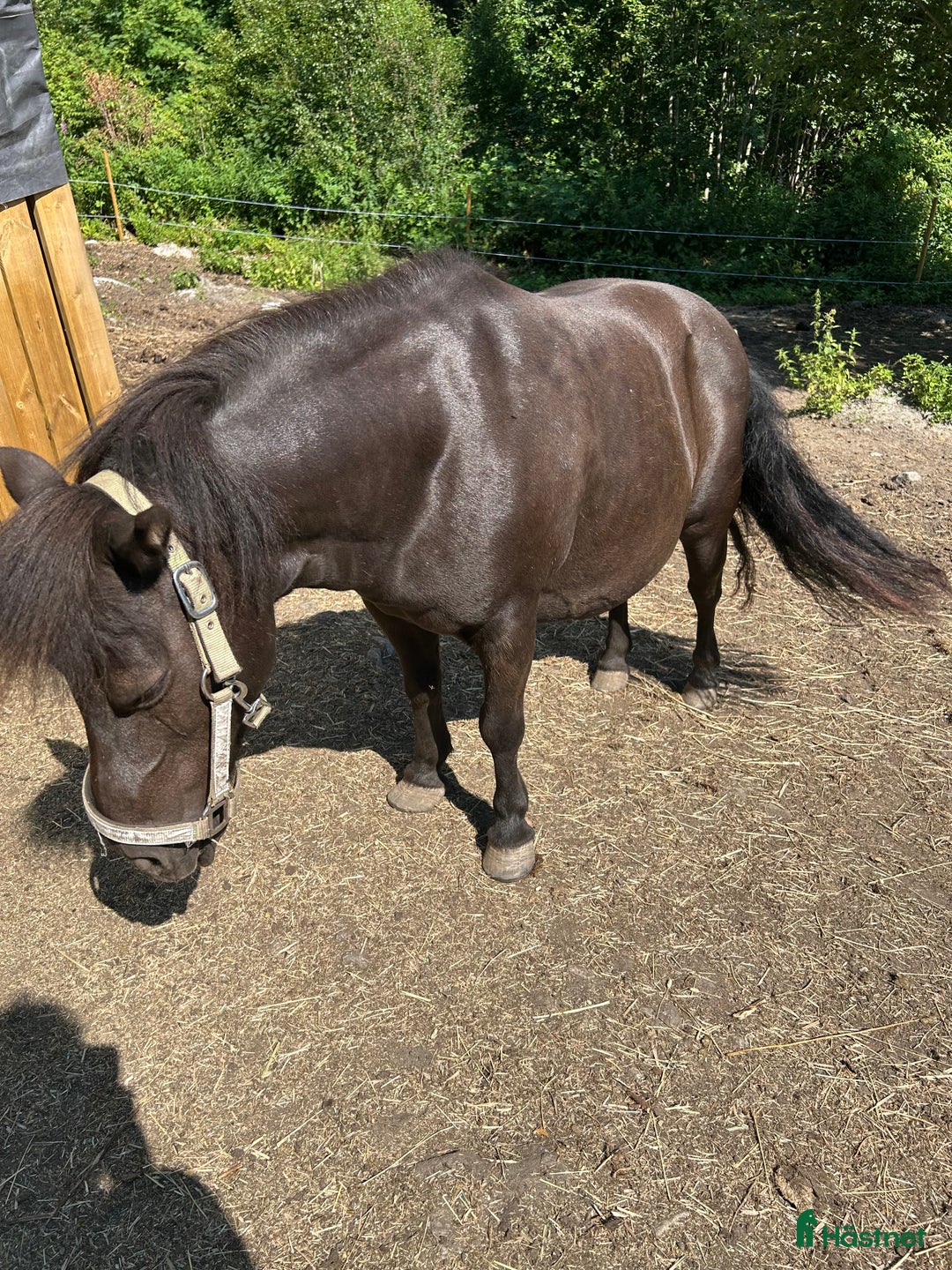 Allround hästar sökes: Söker genomsnäll B-ponny i Bergsjö - Annons 1