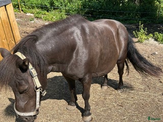 hästar Söker genomsnäll B-ponny i Bergsjö - Annons 5
