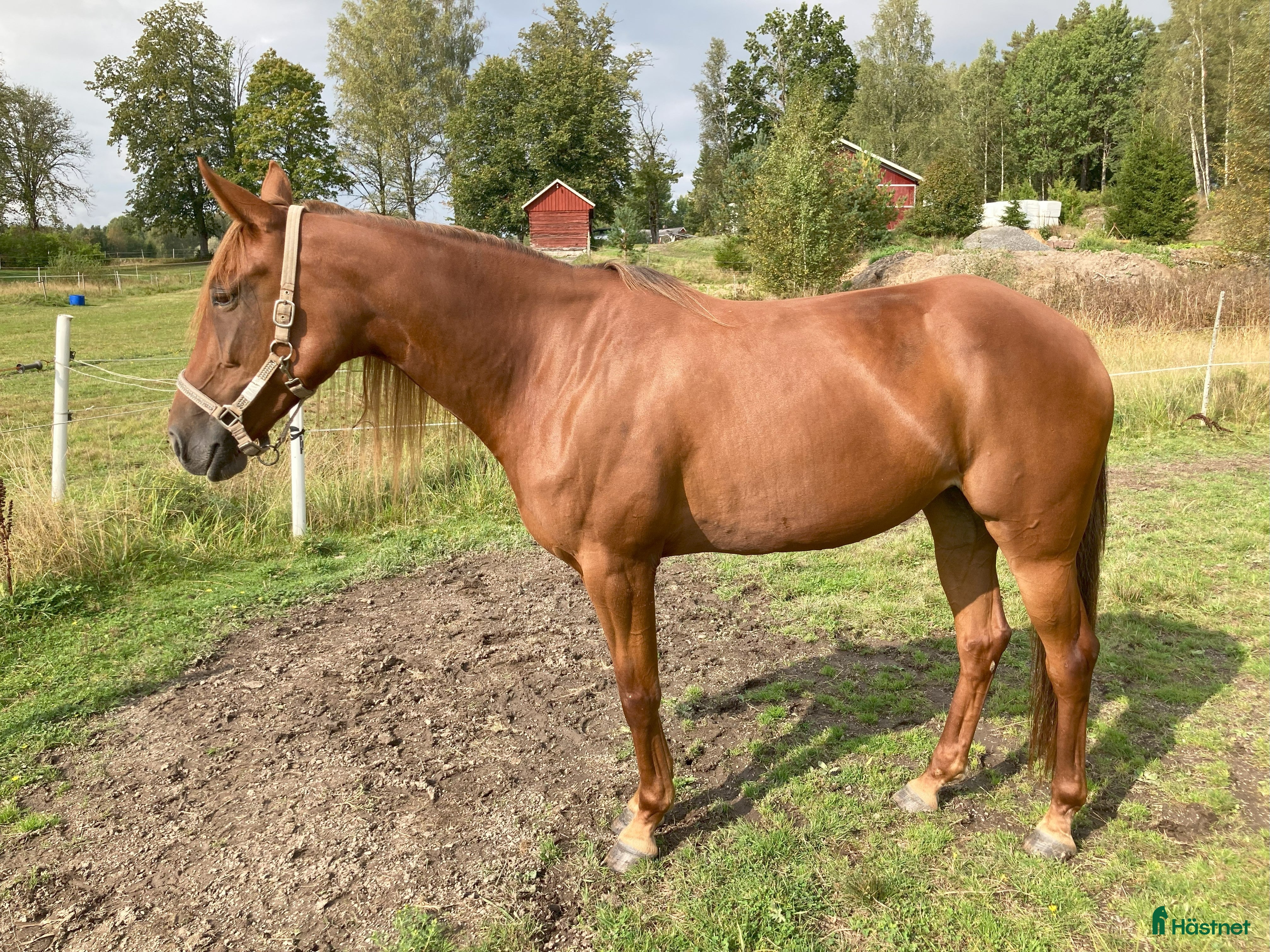  hästar FÖLSTO - Annons 17