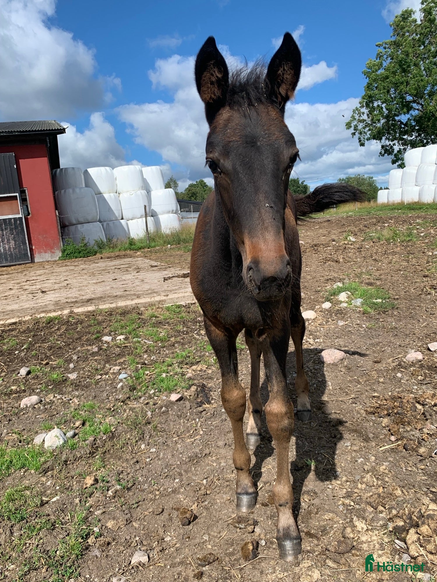  hästar Föl - stjärnämne i Kärna - Annons 19
