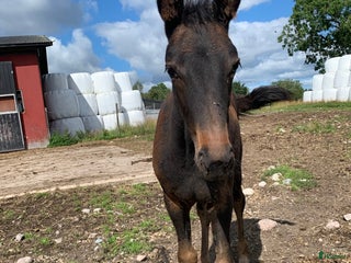 hästar Föl - stjärnämne i Kärna - Annons 15