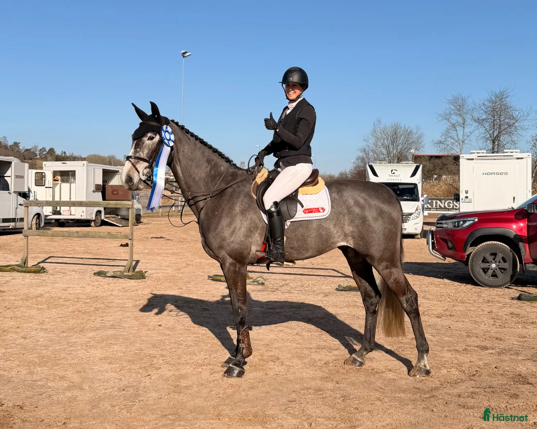 Allround hästar till salu: En häst för framtiden ⭐️ - Annons 1