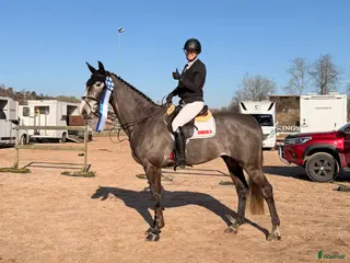 hästar En häst för framtiden ⭐️ - Annons 3