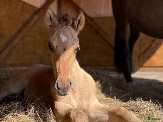 hästar Kigermustang i Klövedal - Annons 2