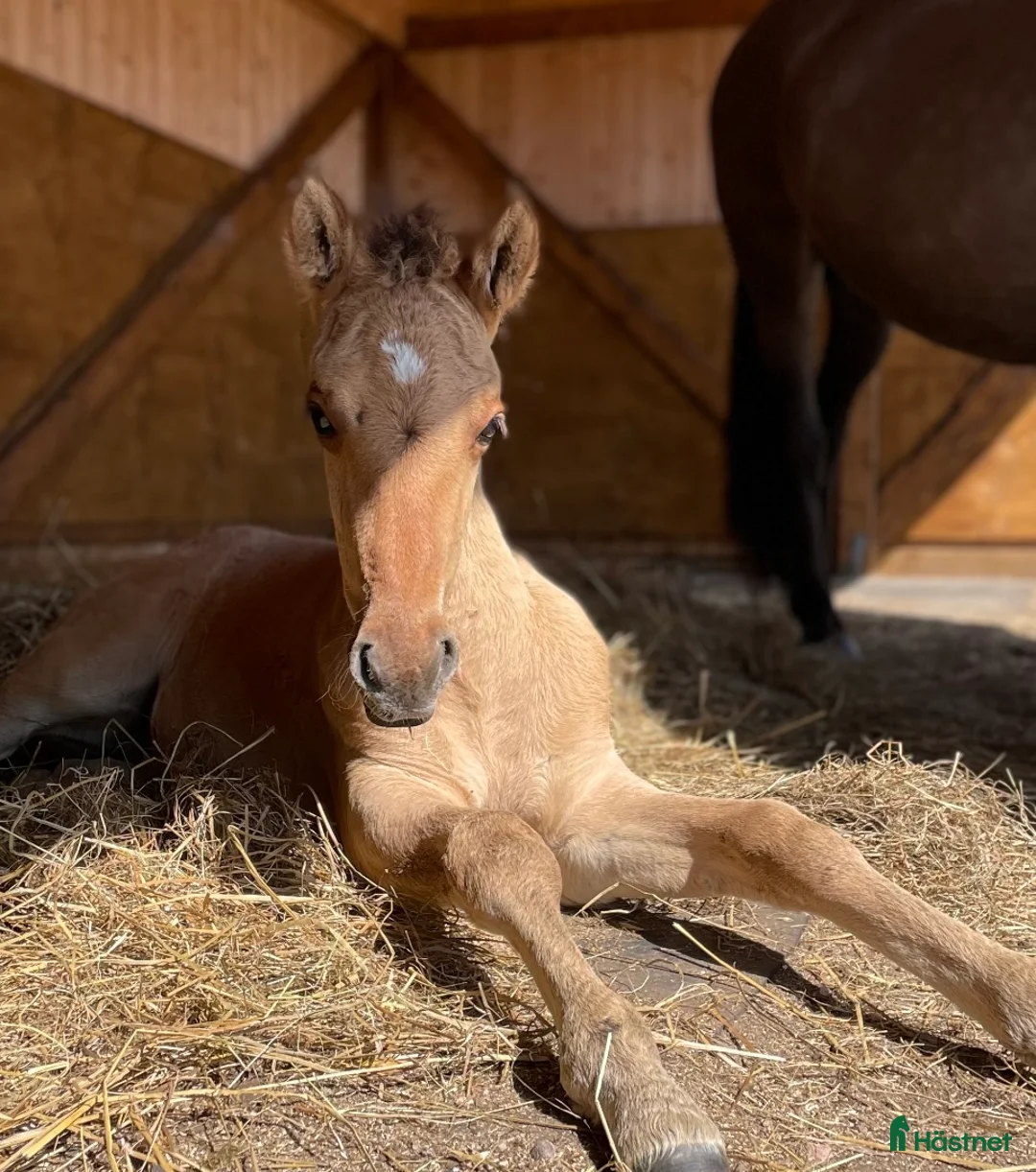 Allround hästar till salu: Kigermustang i Klövedal - Annons 1