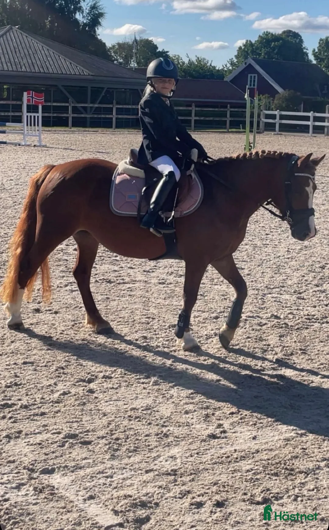 Allround hästar till salu: 🩷 Lille My – allsidig Welsh-ponni i Ise - Annons 2