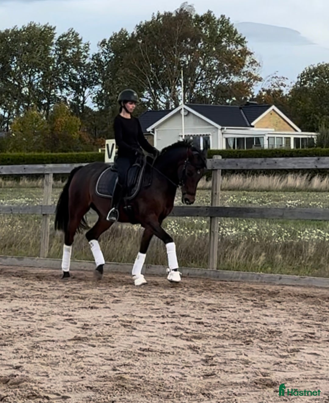 Allround hästar till salu: Bästavän i Lidköping - Annons 1