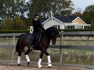 hästar Bästavän i Lidköping - Annons 13