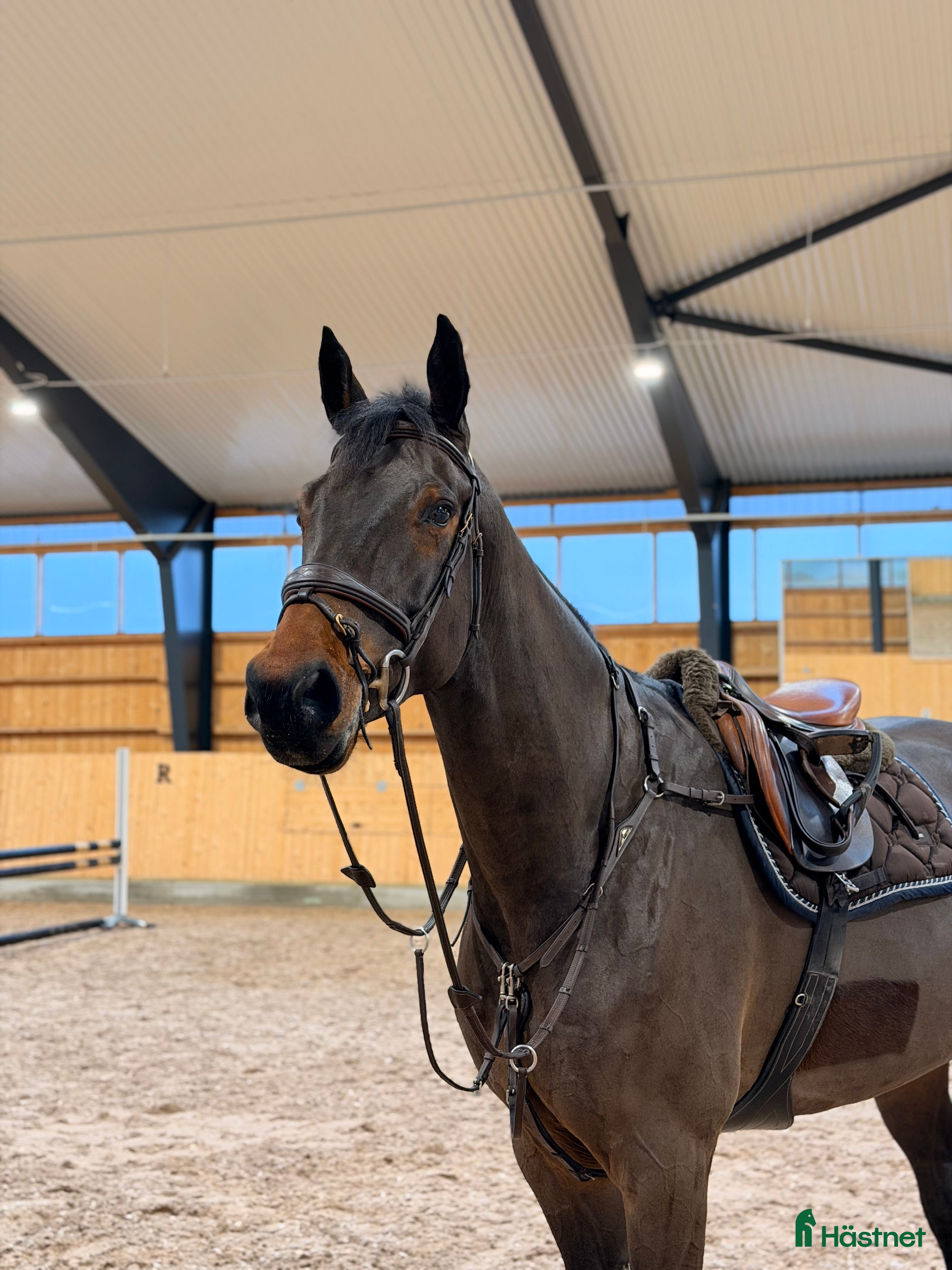  hästar Fin 5-årig Hoppvalack  i Bålsta - Annons 18