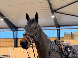 hästar Fin 5-årig Hoppvalack i Bålsta - Annons 16