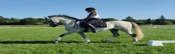 Working Equitation hästar till salu: Fantastiskt härlig PRE-valack - Annons 2