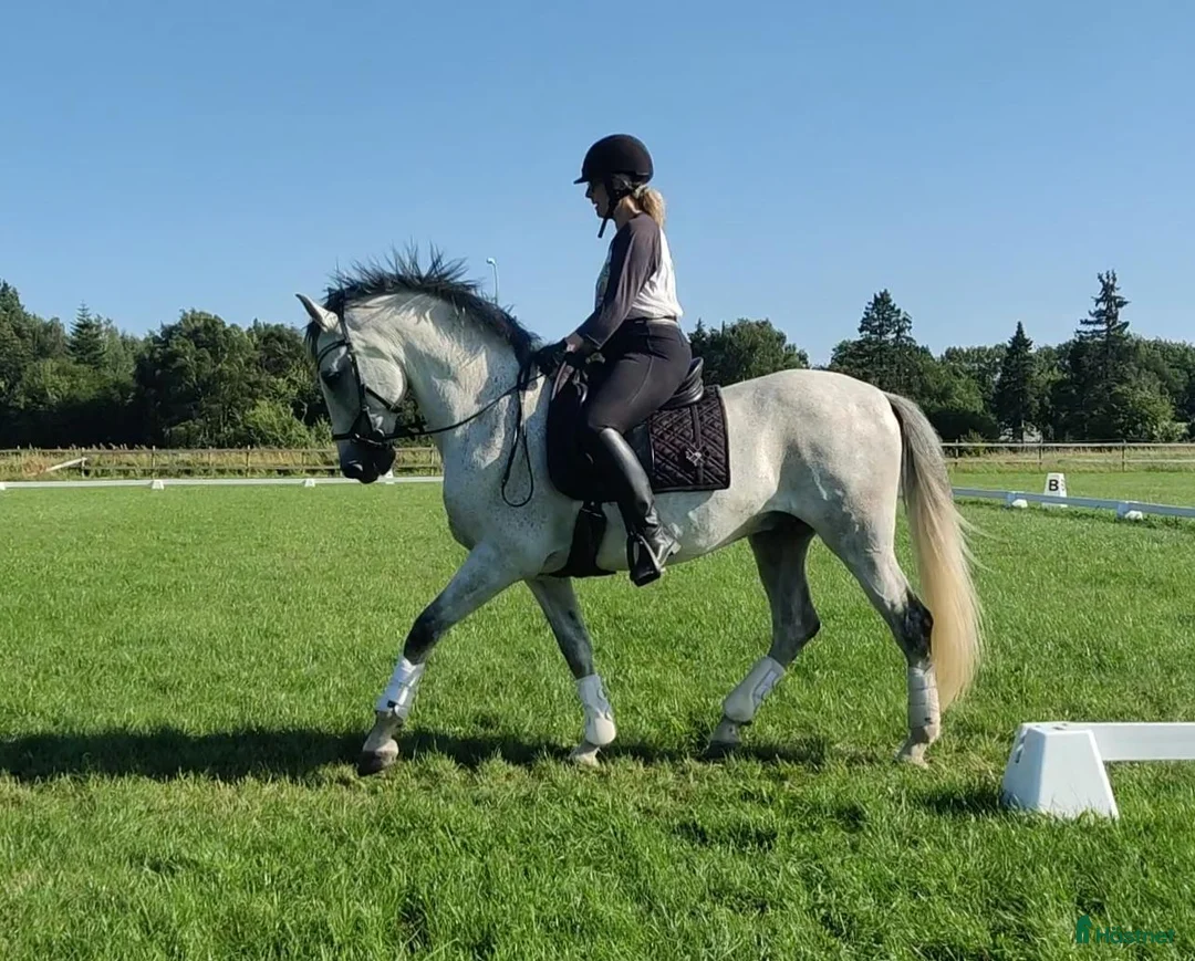 Working Equitation hästar till salu: Fantastiskt härlig PRE-valack - Annons 2