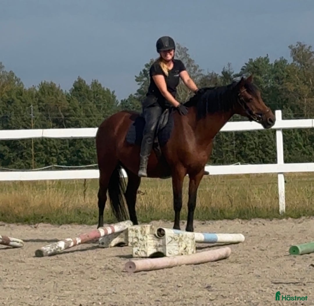 Allround hästar till salu: Ridhäst/avelssto top möderne i Mellerud - Annons 1