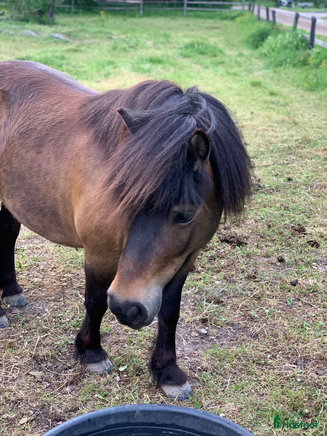 Allround hästar till salu: 2 fina barnvänliga ston i Kolbäck - Annons 16