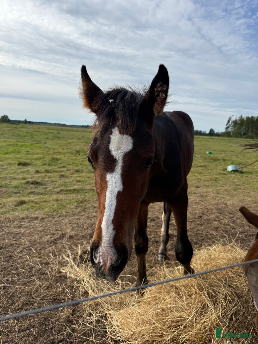 Allround hästar till salu: Vacker och social fölunge i Visby - Annons 2