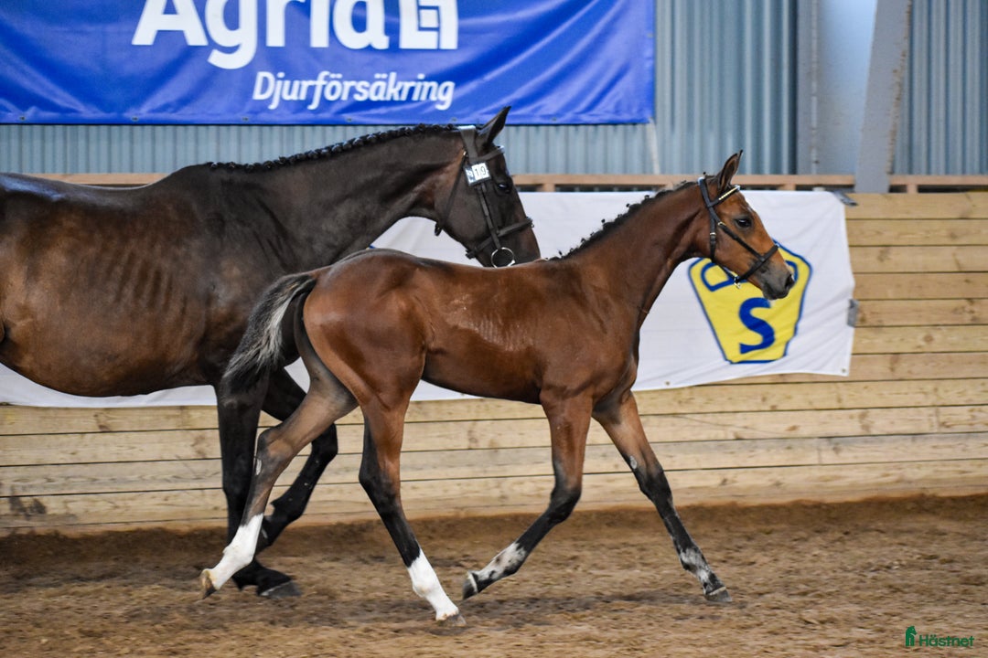 Hoppning hästar till salu: Premieföl med 9 i exteriör, stark hoppstam i Kisa - Annons 3