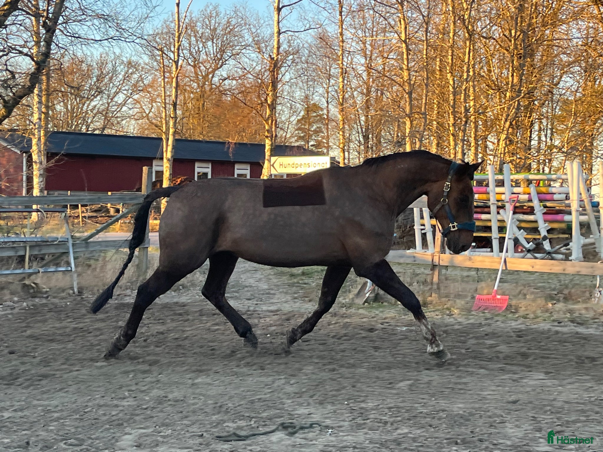  hästar Goaste kompisen söker drömhem - Annons 3