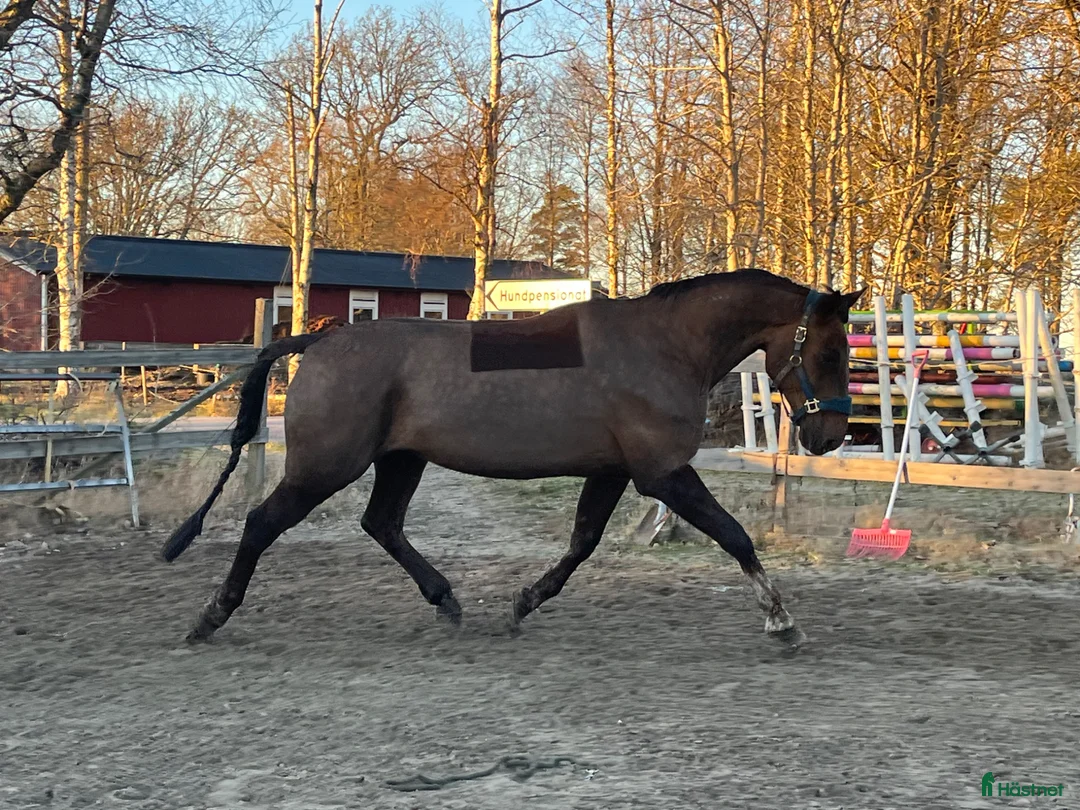Allround hästar till salu: Goaste kompisen söker drömhem - Annons 1