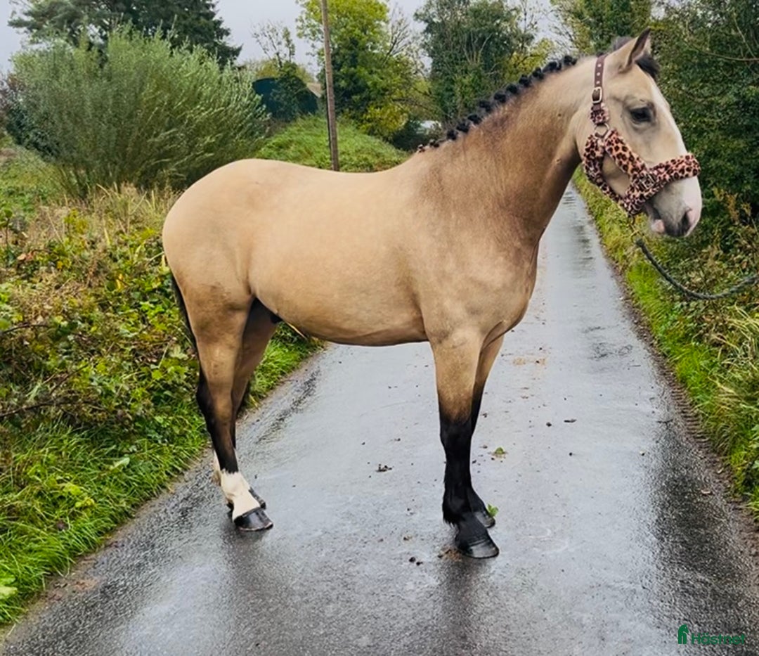 Allround hästar till salu: Gorgeous Dun Gelding i Ljungby - Annons 2