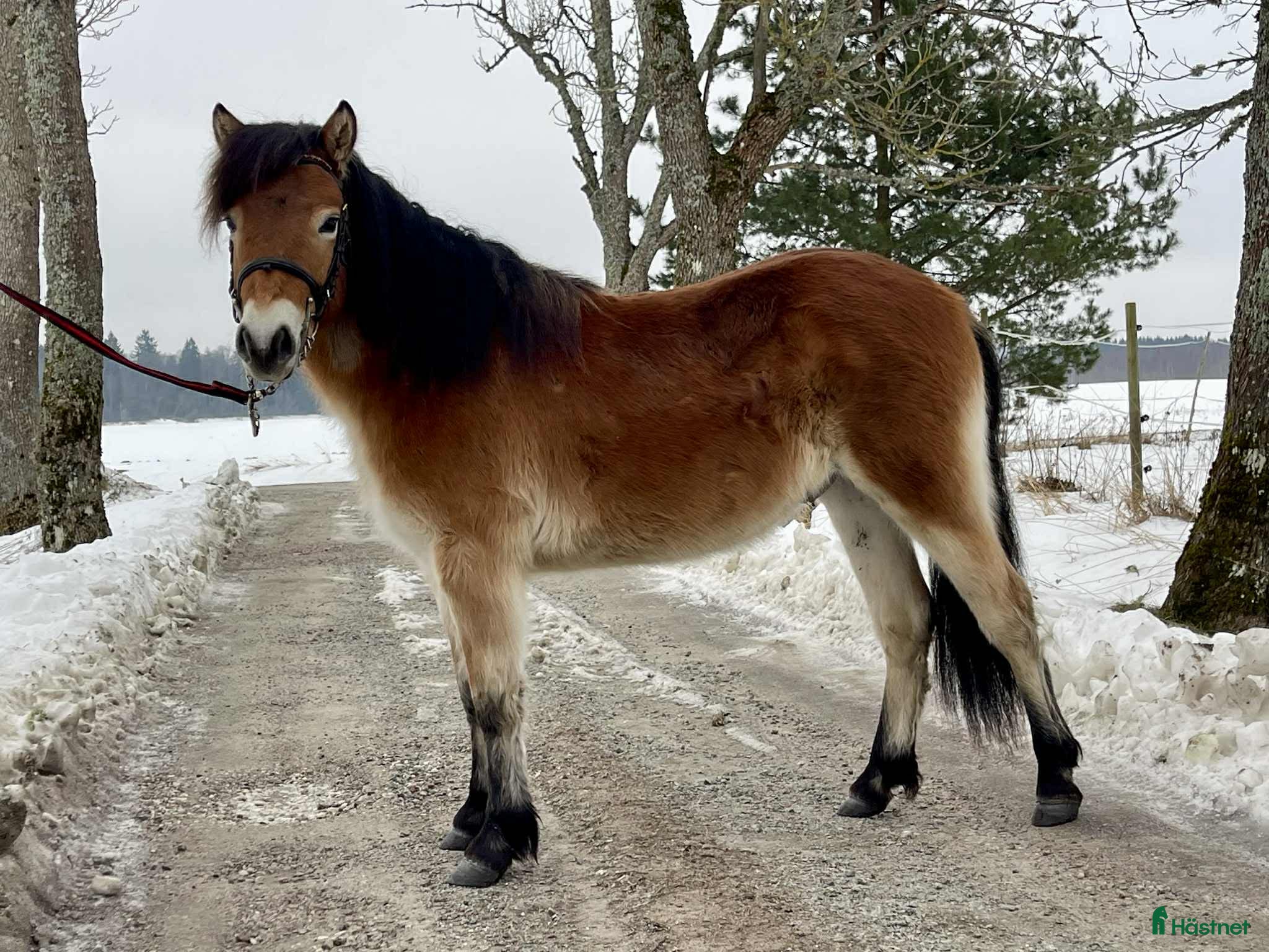  hästar Trevligt russ ev trav i Sala - Annons 2