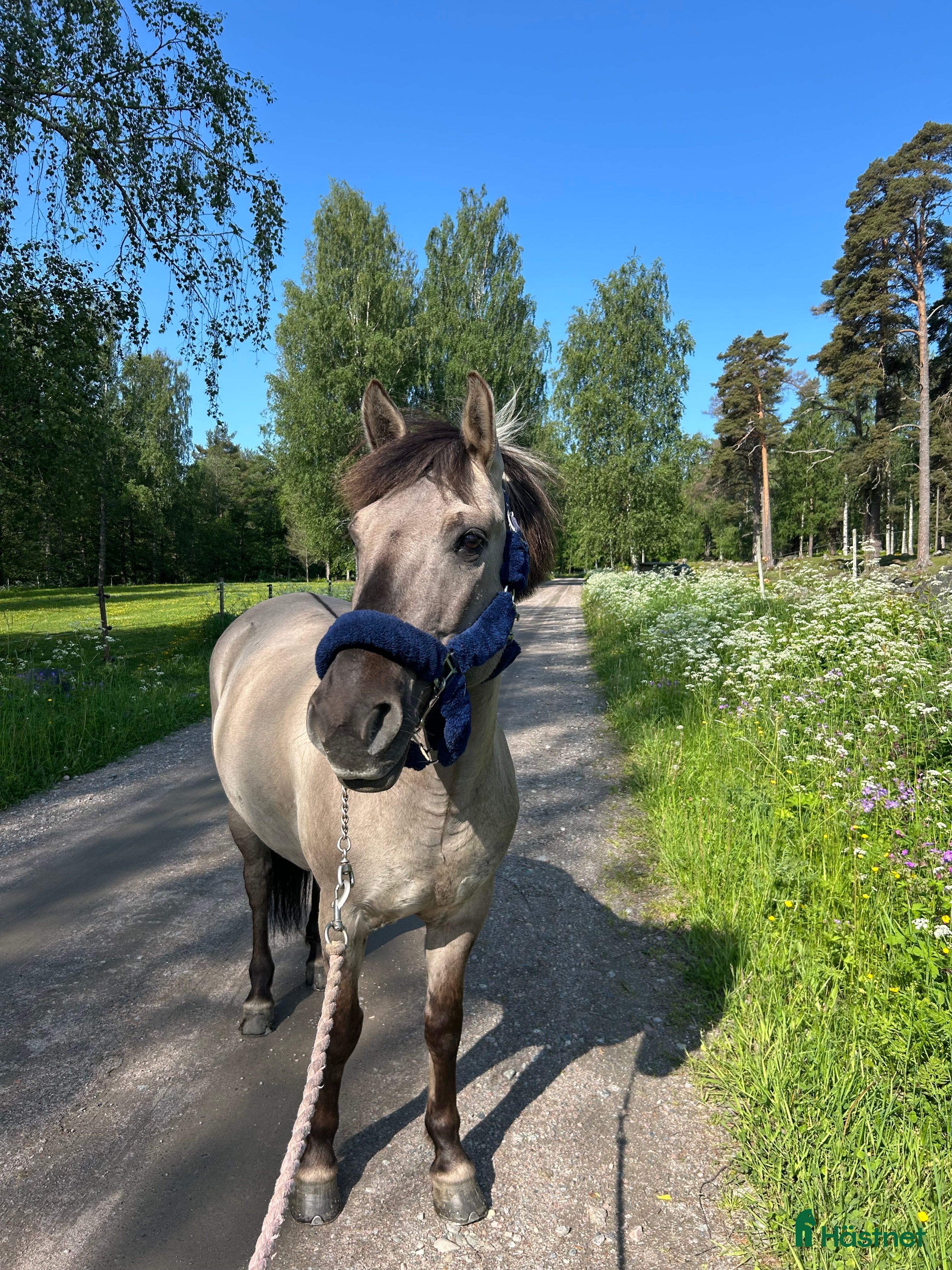  hästar En bästavän i Valbo - Annons 8