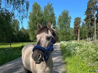 hästar En bästavän i Valbo - Annons 8