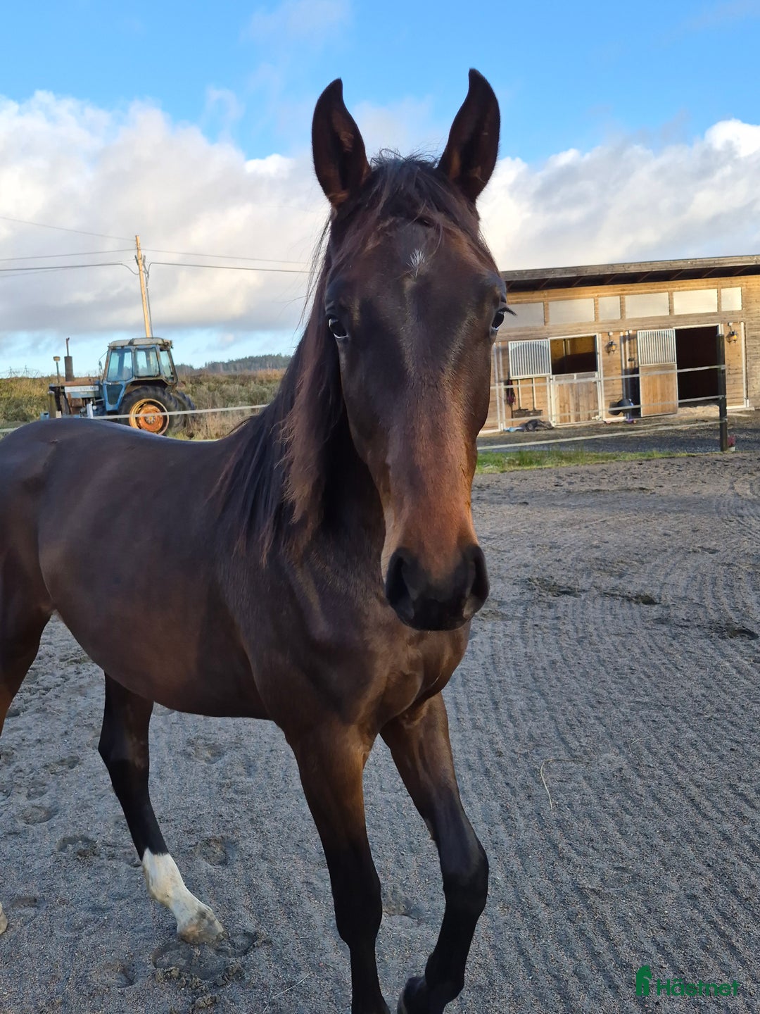 Dressyr hästar till salu: Otroligt social tjej i Horred - Annons 7