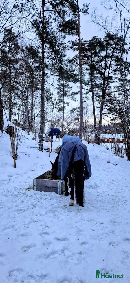  stallplats finnes: Stallplats i Tullinge för sto som klarar bete - Annons 5