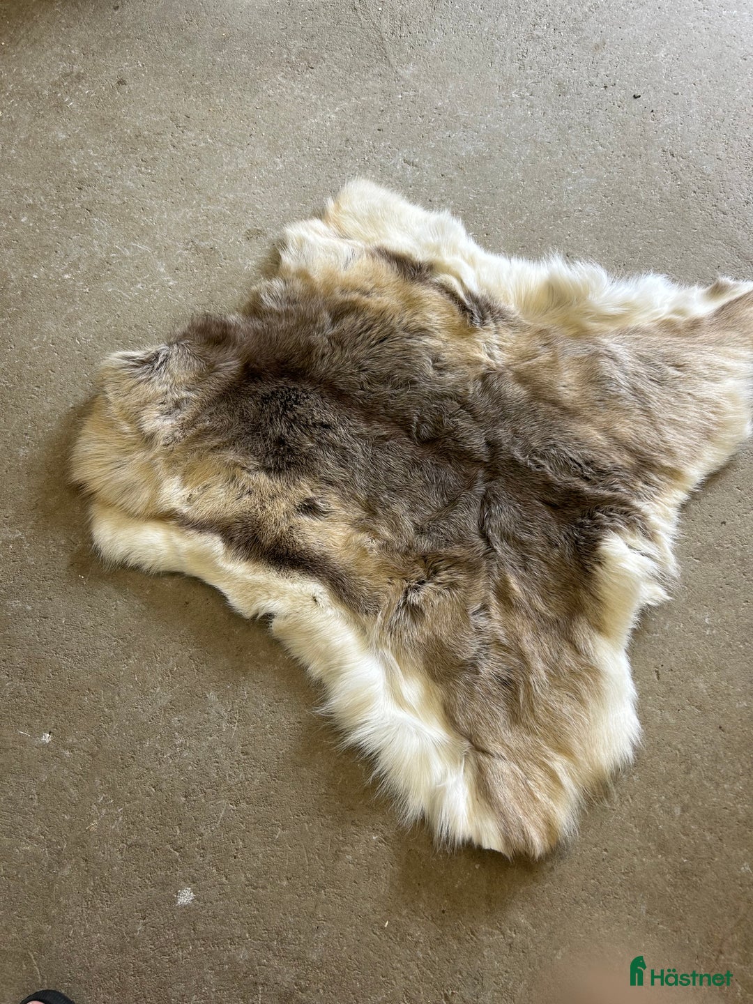 Schabrak & Vojlockar hästutrustning till salu: PS of Sweden i Fjärås - Annons 5