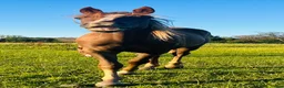 Island hästar till salu: Ungsto av rasen Tennesse Walker säljes!  - Annons 4
