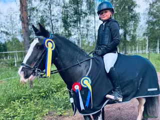 hästar Fantastisk läromästare som är med på allt ✨ i Mora - Annons 6