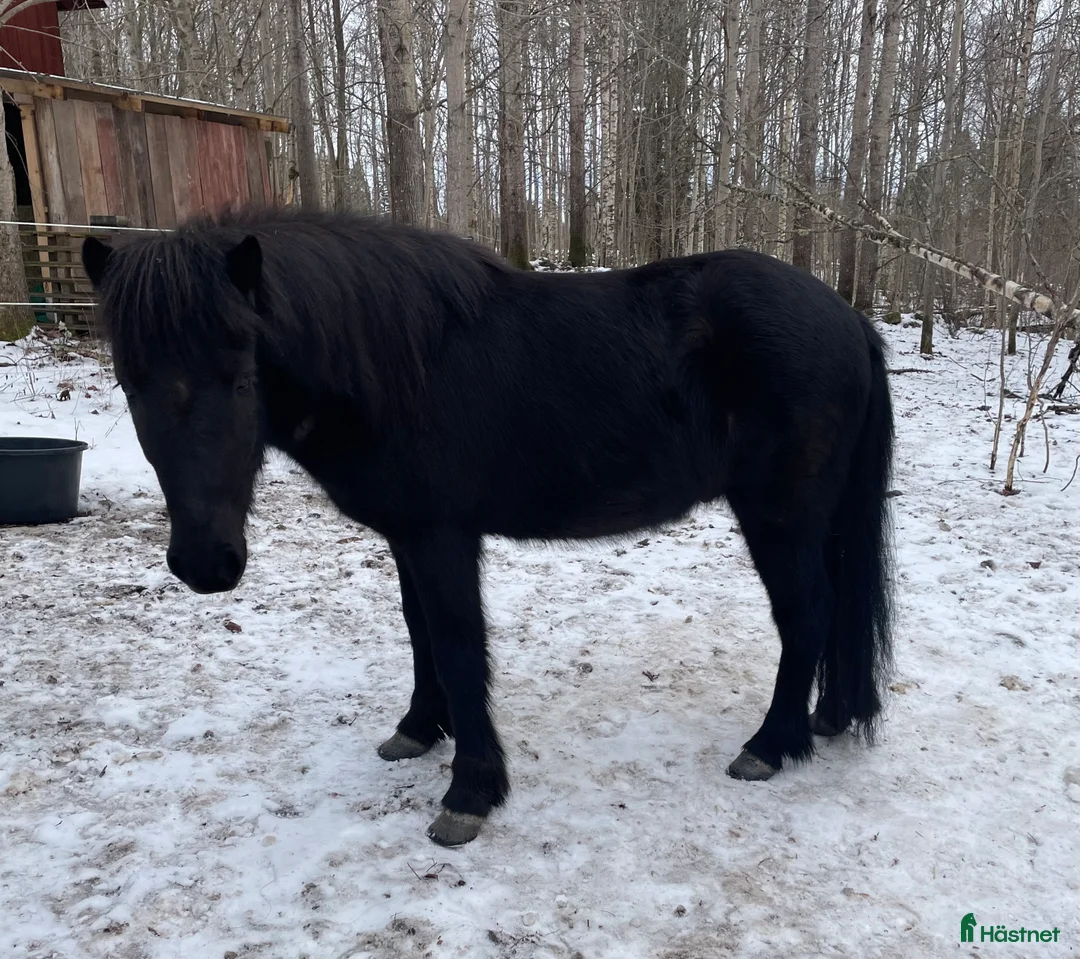 Allround hästar till salu: Valack född -23 i Älgarås - Annons 2
