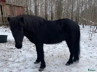 hästar Valack född -23 - Annons 8