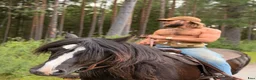  medryttarhäst finnes: 2 kallblodstravare söker Medryttare  i Alvesta - Annons 1