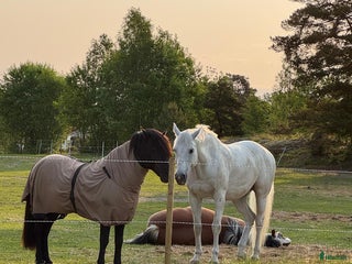 stallplats Lösdrift Grödinge i Grödinge - Annons 24