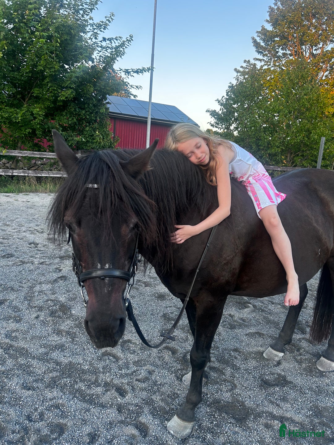 Sällskap hästar till salu: Vill du ge Yoga hennes sista hem i Varberg - Annons 1