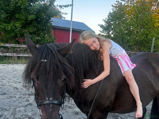 hästar Vill du ge Yoga hennes sista hem i Varberg - Annons 16