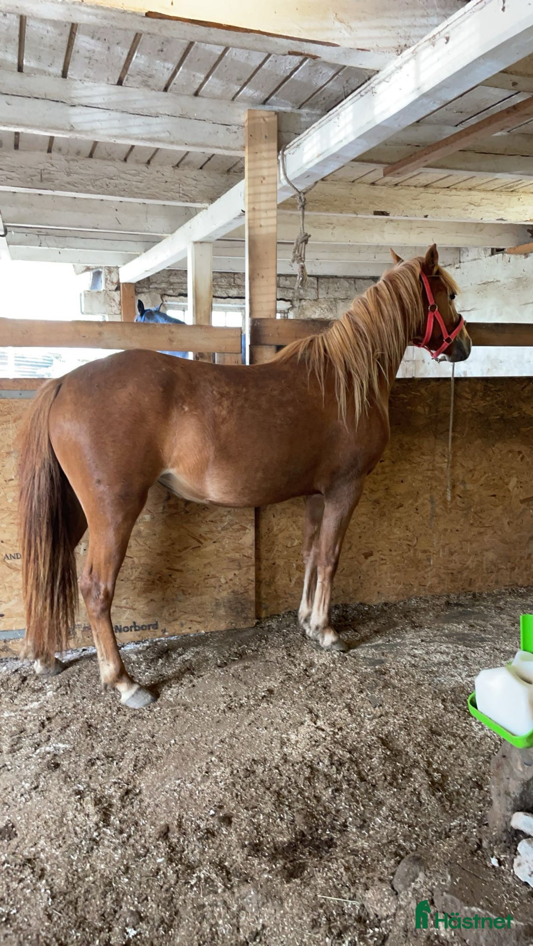 Allround hästar till salu: Sockersöt C-ponny i Helgum - Annons 3