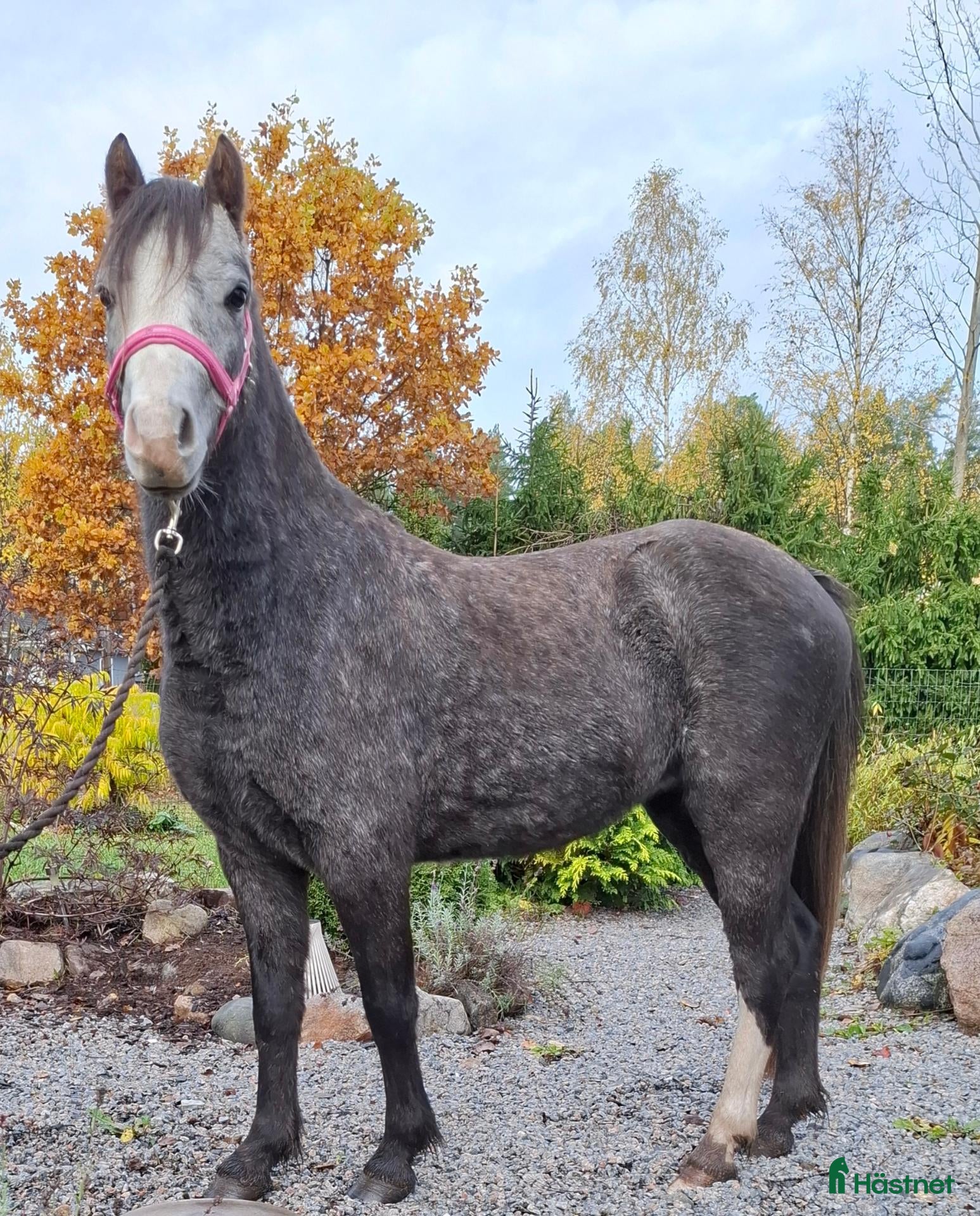  hästar till salu: Welsh mountain sto  - Annons 18