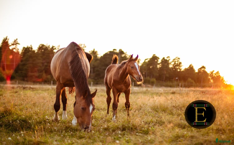  stallplats i Tungelsta - Annons 13