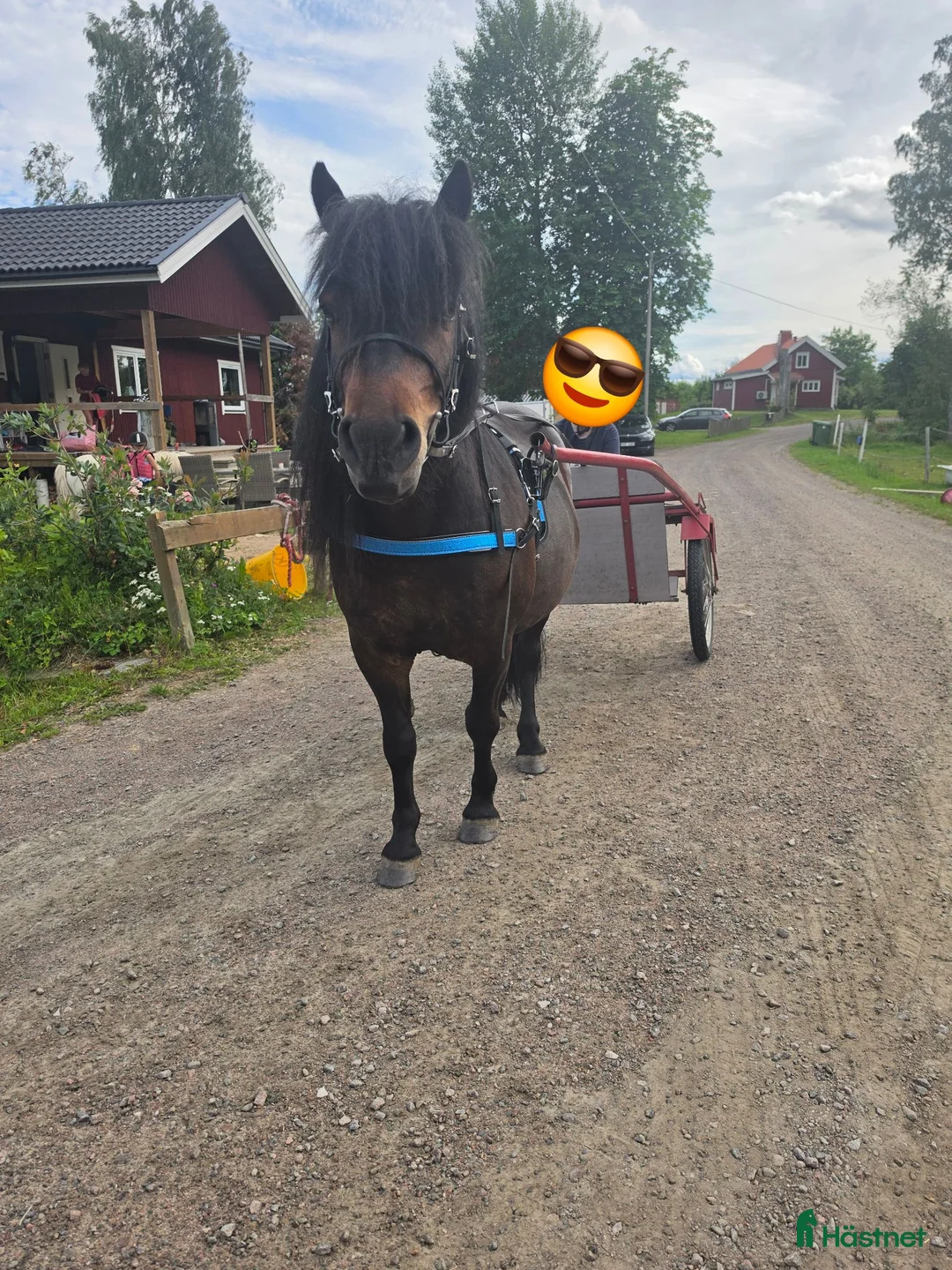 Allround hästar till salu: Snäll, trygg och trafiksäker häst säljes - Annons 2